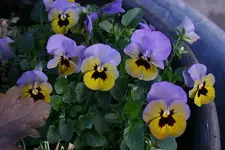 Hornveilchen0811a.webp