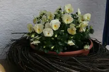 Hornveilchen1212.jpg