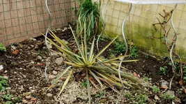 yucca.filamentosa.color.guard_0068.webp