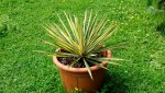 yucca.filamentosa.color.guard_0053.jpg