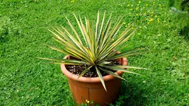 yucca.filamentosa.color.guard_0053.webp