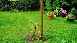 kletterhortensie.miranda.-.hydrangea.petiolaris.miranda_0016.jpg