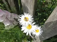 Bilda652.webp