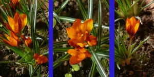 CrocusOM.jpg