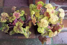 100_3588.webp