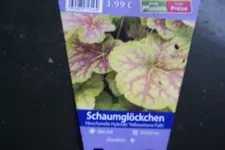 100_3587.webp