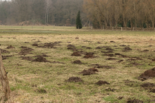 die Pferdekoppel_700.webp