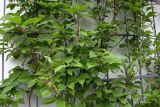Weiki0109.webp