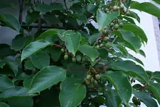Weiki1011.webp