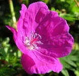 geranium ankum's pride.webp