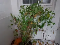 Physalis.webp