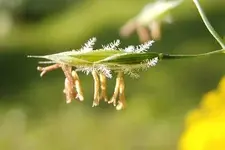 bobbycharly Grasblüte_0001.webp