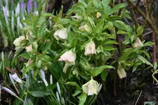 Helleborus2017.jpg