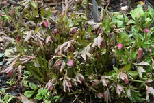 Helleborus2117.jpg