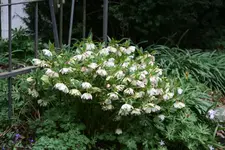 Helleborus1816.jpg