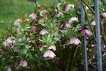 Helleborus0616.jpg