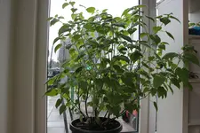 Physalis überwintert (2).webp