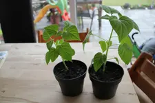 Physalis Stecklinge.webp
