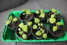 Physalis Zöglinge.webp