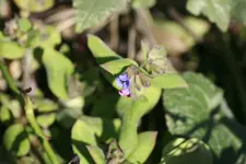 _MG_1786.jpg