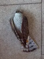 Forum Sperber Weibchen.webp