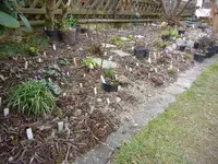 Haselnussbeet_11.03.2017.jpg