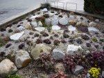 Neues Sukkulentenbeet aus 2016_11.03.2017.jpg