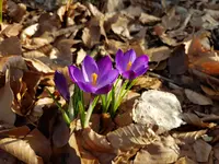 Lila Krokus.webp
