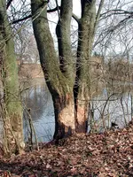 2aufeinenStreich.webp