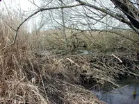 biberdamm2.webp