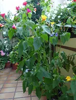P1020677 wunderblume.webp