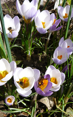 P1130243.webp