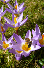 P1130244.webp