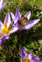 P1130246.webp