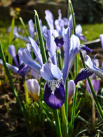 P1130270.webp
