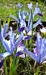 P1130241.webp