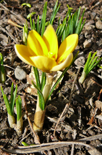 P1130250.webp