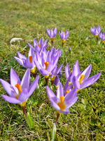 P1130254.webp