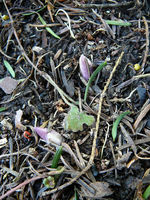 P1130256.webp