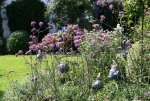 Verbena bonariensis0116.jpg