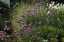 Verbena bonariensis1508a.webp