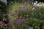 Verbena bonariensis1508a.jpg