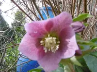 P1000274.webp