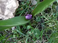 P1000279.webp
