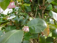 P1000281.webp