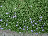 P1000285.webp