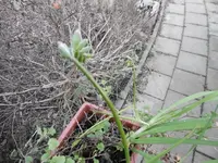 P1000287.webp