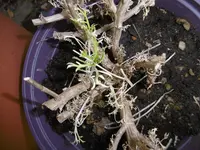 P1000290.webp