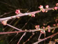 P1000292.webp