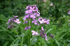 Nachtviole0109.jpg
